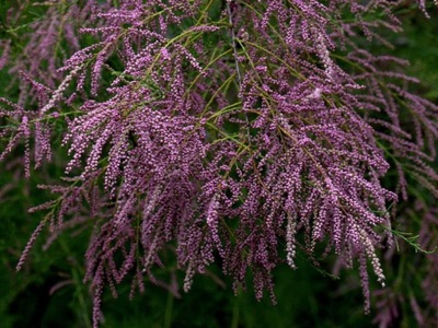 Tamaruszek Parviflora- gat. I