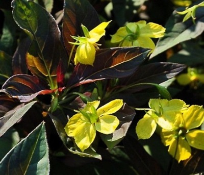 Tojeść orzęsiona "Firecracker"