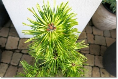 Pinus uncinata 'FRED' - Nowość !!!