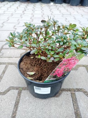 Azalea Japonica Canzonetta - Azalia Japońska