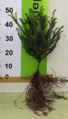 Cis pospolity (Taxus bacatta) 15-30cm