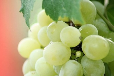 Winorośl winogrona Ontario