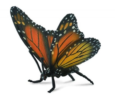 Motyl Królewski (Insekty - L)