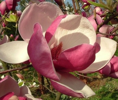 MAGNOLIA POŚREDNIA (MAGNOLIA SOULANGEANA) 5 NASION