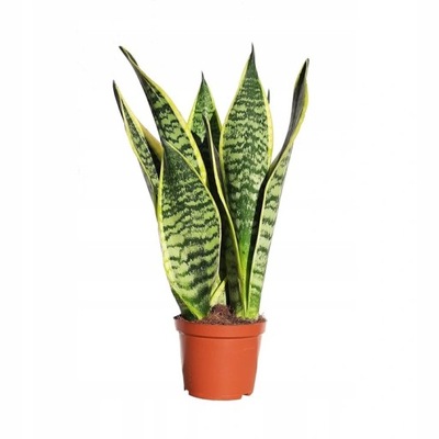 Sansevieria "Futura Superba" Promo
