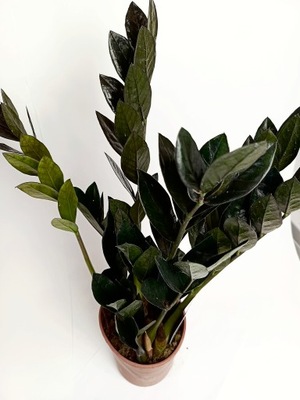 Zamioculcas RAVEN zamia zamiokulkas czarny