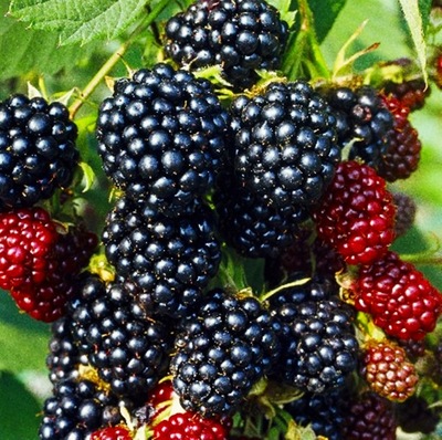 RUBUS FRUTICOSUS 'THORNLESS EVERGREEN' JEŻYNA BEZKOLCOWA