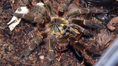 Pterinochilus murinus BCF TETE SpidersForge)