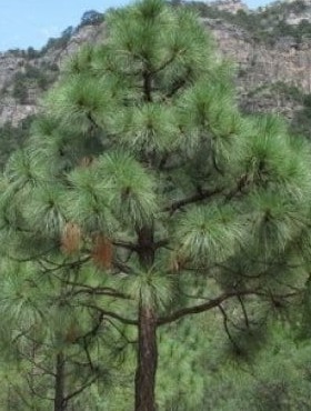 Sosna Engelmana Pinus engelmannii SADZONKA