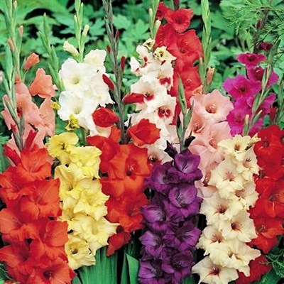 Gladiolus Mieczyk Mix 25 szt. Mieczyki cebule kwiatowe