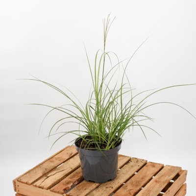 Miskant chiński ADAGIO sadzonka w 3 l doniczce