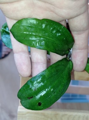 Hoya Hoja ERYTHRINA PURPLE cięta