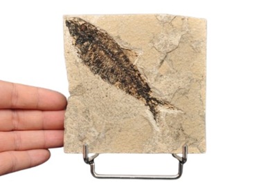 * SKAMIENIAŁA RYBA PRAWDZIWA SKAMIENIAŁOŚĆ IDEALNA DO KOLEKCJI NR 3 *