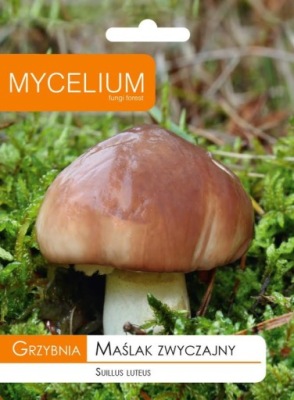 GRZYBNIA MAŚLAK ZWYCZAJNY 10g