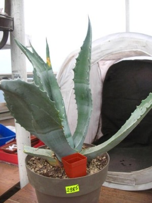 Agave americana 2985 don 20cm PB0419P