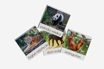 KARTY TRÓJDZIELNE zwierzęta AZJI panda 16kart