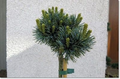 Pinus parviflora 'Kin-po' - !!!