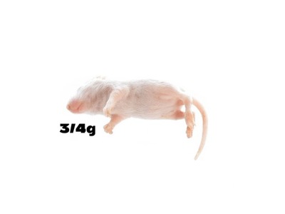 Myszy mrożone oseski 3/4g [opakowanie 25 szt]