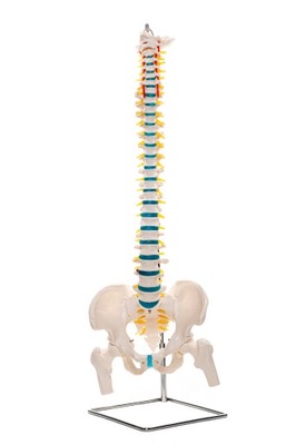 Model anatomiczny kręgosłupa człowieka z miednicą 1:1