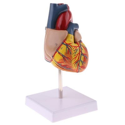 1: Rozmiar modelu ludzkiego serca Serce