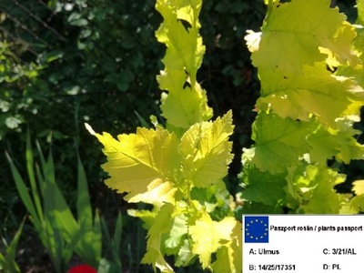 Wiąz HOLENDERSKI gat. I