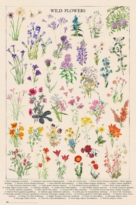 Vintage Wild Flowers - retro plakat