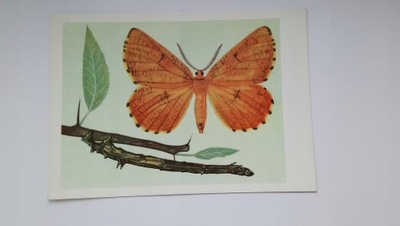 Szypleć leszczyniak MOTYL - proj. graf. Jerzy Heintze - pocztówka z 1964 r