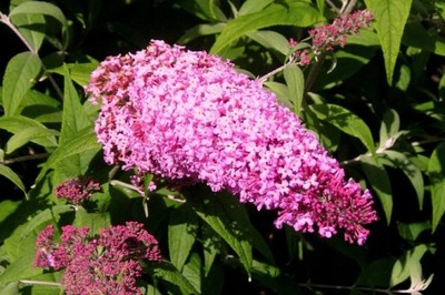 Budleja Davida PINK CASCADE RÓŻOWE KWIATY