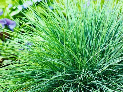 NASIONA | KOSTRZEWA SINA | FESTUCA GLAUCA