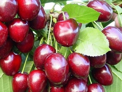 Wiśnia Kordia- pojemnik (pojemnik C5)