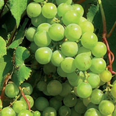 Winorośl Supaga 2L jasne słodkie winogrona