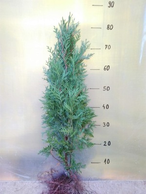 Thuja tuja brabant 60-80cm SUPER ŻYWOPŁOT! 50sztuK