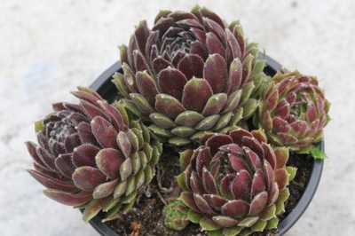 Rojnik "Hey Hey" - Sempervivum