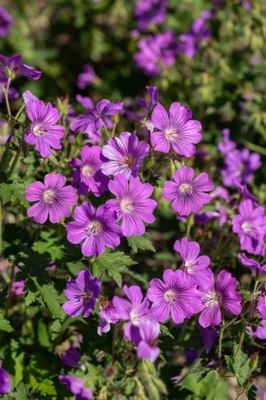 Bodziszek "Sirak" (Geranium)