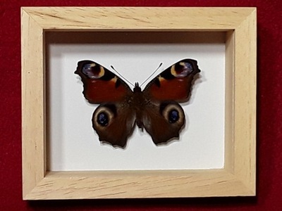 Motyl w ramce 10 x 8 cm . Aglais io - Rusałka pawik 55 mm .