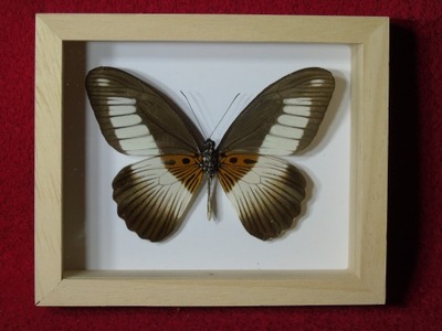 Motyl w ramce 12x10 cm Papilio cynorta - 70 mm .
