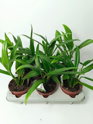 Epipremnum amplissimum Silver Stripe