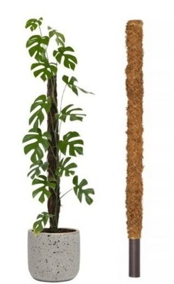 Palik kokosowy podpora do roślin tyczka do monstery 100 cm