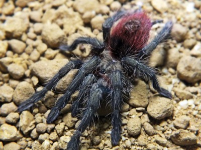 Thrixopelma ockerti (SpidersForge