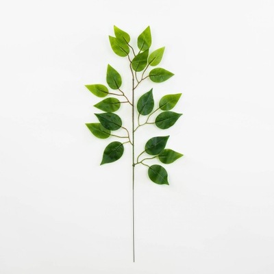 Zielona gałązka BENJAMIN fikus listki liście z liśćmi 60 cm 1 sztuka
