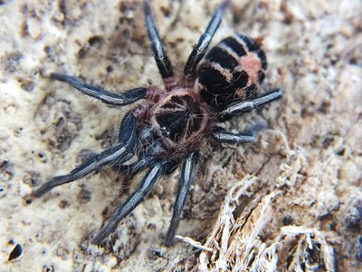 Cyriocosmus leetzi SpidersForge)