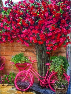 Obraz Maľovanie podľa čísel Pre deti Bicykel v kvetoch 30x40 SET S RÁMOM