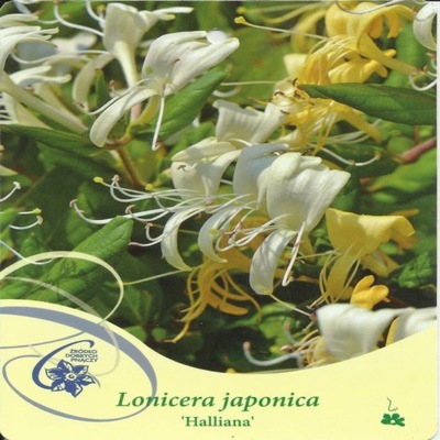 Wiciokrzew japoński HALLIANA Lonicera japonica