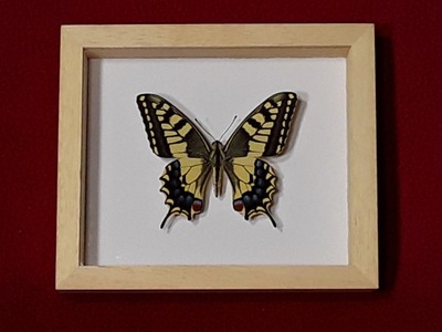 Motyl w ramce 12 x 10 cm . Papilio machaon .