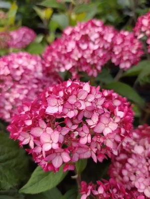 Hortensja drzewiasta RUBY ANNABELLE (PBR)