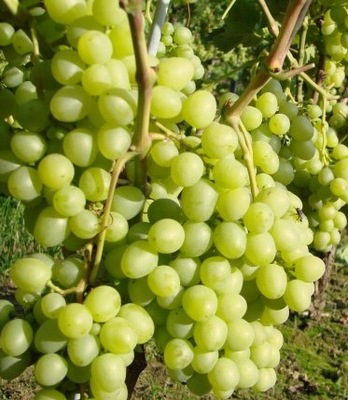 Beznasienny KISZMISZ WOŁODAR - w tym roku owoc. Sadzonka winorośli1,2m