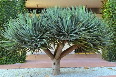 DRACENA SMOCZA SMOCZE DRZEWO NASIONA.