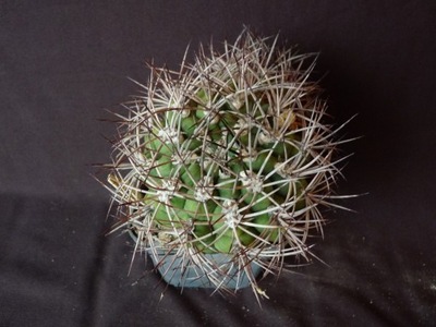 Kaktusy: Gymnocalycium saglionis