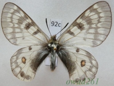 Parnassius jacobsoni Avinoff, 1913 Tadżykistan92c