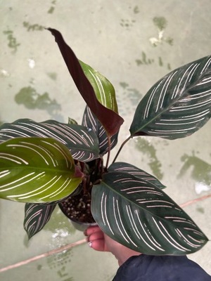 Calathea 30cm ornata